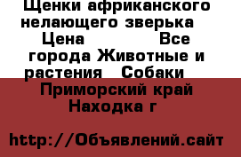 Щенки африканского нелающего зверька  › Цена ­ 35 000 - Все города Животные и растения » Собаки   . Приморский край,Находка г.